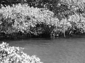 Science Focus: Protecting and Restoring Mangroves Protect and restore mangroves Reduce the impact of rising sea levels