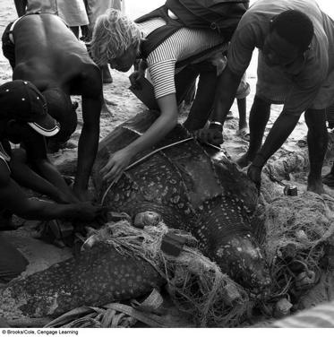 An Endangered Leatherback Turtle is Entangled in a Fishing Net Marine Sanctuaries Protect Ecosystems and Species Offshore fishing Exclusive economic zones (EEZ = 200 miles) High seas (outside EEZ)