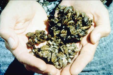 2. Introduction of Invasive Species Zebra Mussels in the Great