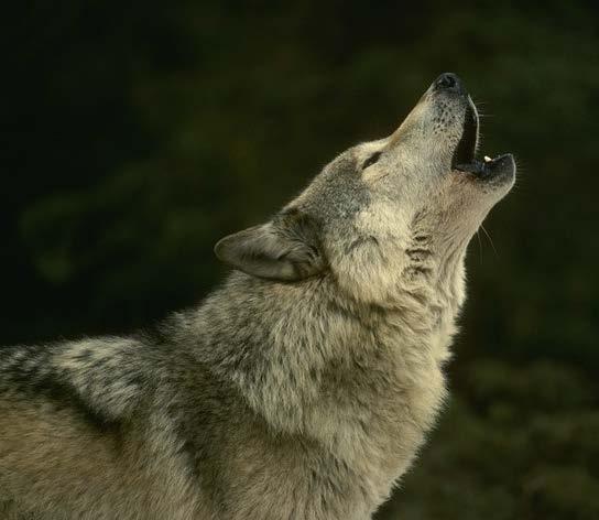 g., timber wolf) small (e.g. endemic island