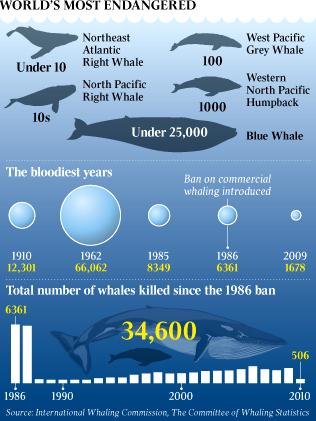 Overfishing: Whales Prior to 1986, overharvest drove major whale