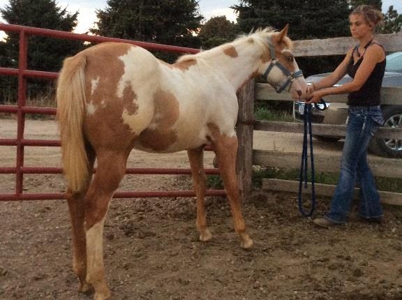 Nice weanling stud colt out of Kids Classic Gold Avenue by Kids Classic Style on the topside and Hazard County on the sire s bottom side.