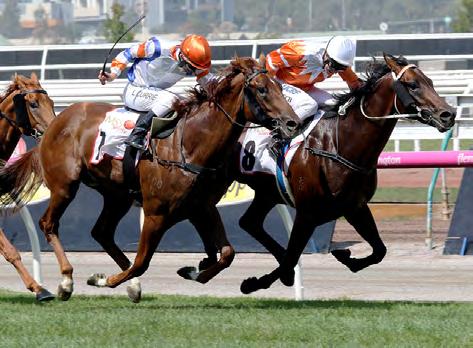 Nicconi Most Popular for 2016 SIRCCONI, CAULFIELD GUINEAS GROUP 1 BOUND AFTER WINNING THE VRC SIRES GROUP 2 THE MOST POPULAR SIRE in Australia for 2016 covering 226 mares, Widden Stud s Nicconi