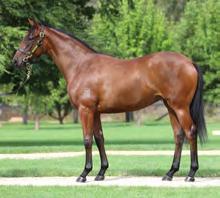 ALL TOO HARD X DAZZLE LIGHT, BY DANZERO Half-sister to four winners including multiple SW Illuminates, an earner of nearly $900,000 and the dam of SW Hursley.