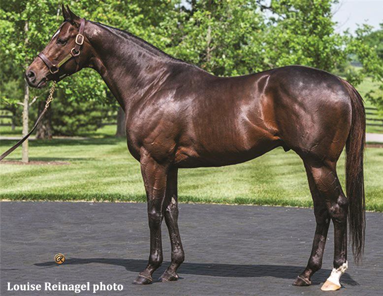 And yet, some of those become major sires and have a lasting effect on the breed. Who remembers the stud announcements for El Prado, for Mr.