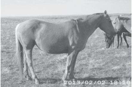 ROBERTS, CRAWFORD, NE 34 This super nice gelding, Hal is bred to really run. He s a great looking horse with a great mind to match! Jess Tierney has him started heeling and tracking cattle.