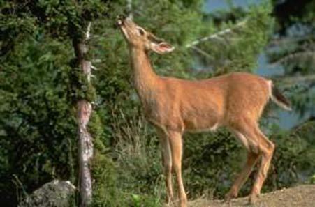 Decision Considerations for Applying Wildlife Damage Management for Deer Non-lethal Options Fencing Repellents Vegetation Management