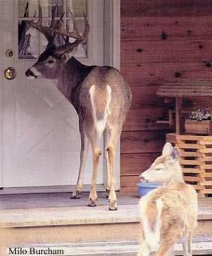Move to Community-based Deer Management