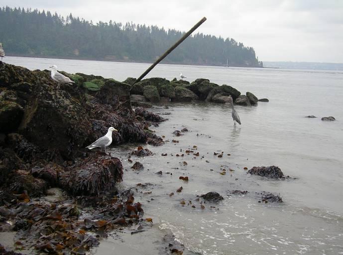 In 1965, in response to erosion at Ambleside Recreational beach, sand and cobble were removed from the mouth of the Capilano River and used to nourish the upper shore.