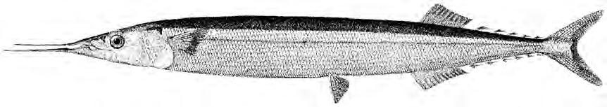 Beloniformes: Scomberesocidae 2129 Scomberesox saurus (Walbaum, 1792) Frequent synonyms / misidentifications: None / None. FAO names: En Atlantic saury; Fr Balaou atlantique; Sp Paparda del Atlántico.