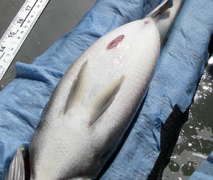 acoustic tags, a small incision, approximately 2 cm, is made in the abdomen of the fish where the scales were removed (Figure 5).