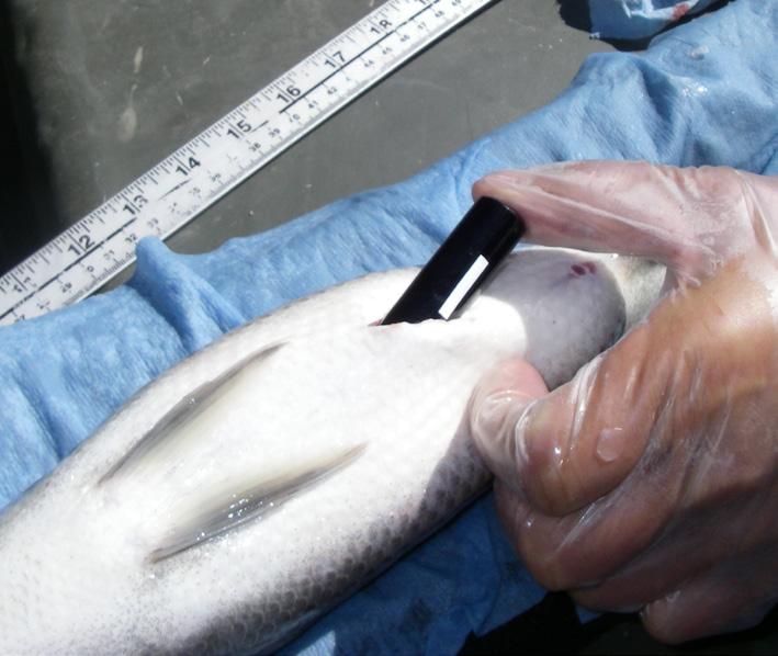 The incision is closed using a Monosof or Ethicon monofilament, reverse cutting suture (2-0, 4-0, 6-0 size, depending on the fish species and size),