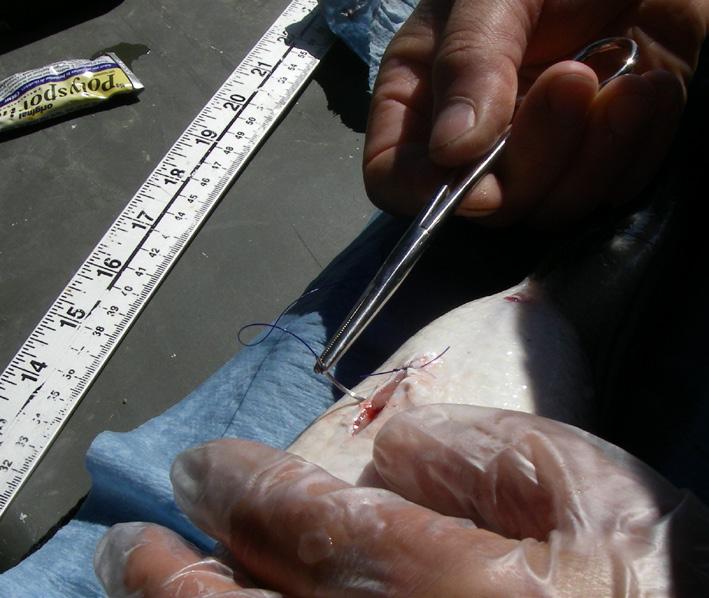 Figure 6: Incision location on a Striped Bass for implanting acoustic Figure 7: Acoustic tag insertion into a Striped Bass.