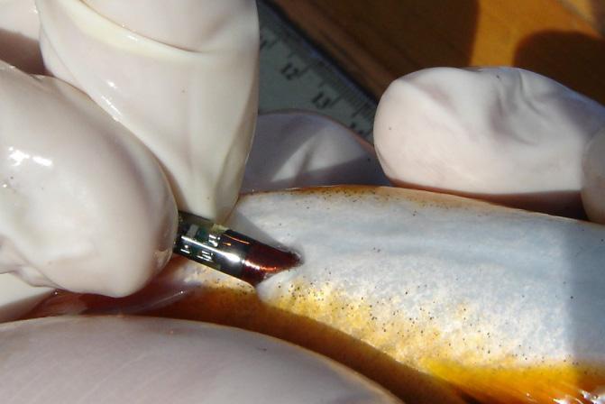 The incision is closed using a Monosof or Ethicon monofilament, reverse cutting sutures (2-0, 4-0, 6-0 size, depending on the fish species and size) and two or three stiches, held by square or