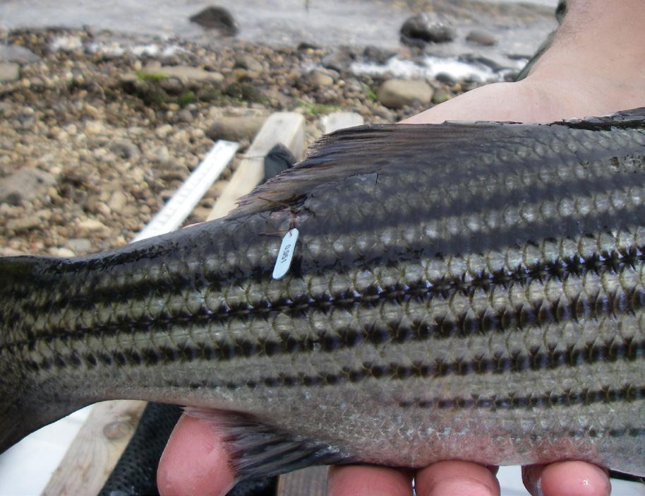 The ends of the monofilament are then tied (Figure 12), securing the tag to the fish