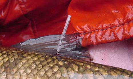 Dart and T-anchor tags are inserted into the white muscle below the dorsal fin. To insert these tags, an applicator, needle or tagging gun is required.