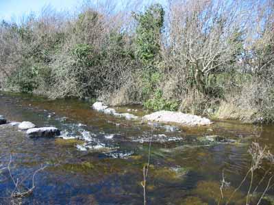 Enhanced section of the Millbrook below Inchicronan Lough Further work downstream, agricultural practices on sections of the Millbrook were not ideal, with some insensitive clearance alongside the