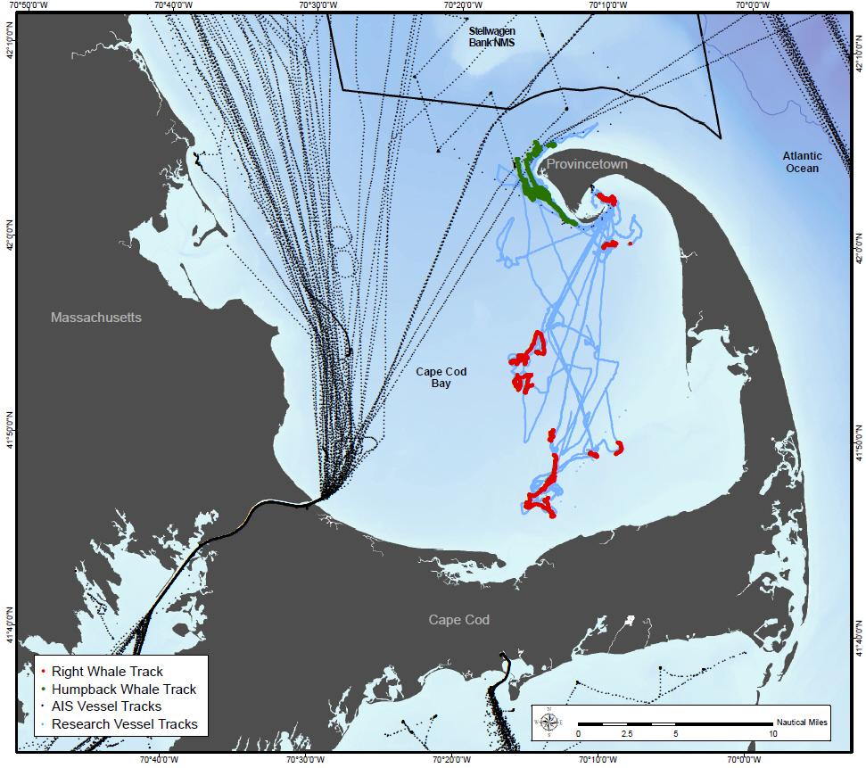 Figure 1. A map showing tracks from humpback (in green) and right (in red) whales, research vessels, and AIS vessel tracks from Cape Cod Bay, Massachusetts in April 2010.