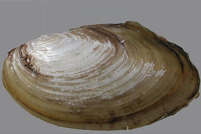 Key Native Bivalves Freshwater bivalves play a fundamental role in the healthy functioning of aquatic ecosystems; their abundance can be successfully used as an indicator of river biodiversity