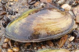 Six freshwater bivalve species of the order Unionodia (often called Unionids) are native to the UK. Three species were included in ZSL s survey of the upper Tidal Thames.