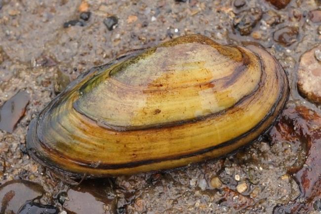Depressed river mussel (Pseudanodonta complanata) A freshwater bivalve native across much of Europe, currently listed on the IUCN red list as threatened (Van Damme, D. 2011).
