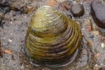 al. 2014). Zebra mussel (Dreissena polymorpha) A highly successful invasive species native to the Ponto-Caspian region, the zebra mussel can now be found in much of Europe and North America.