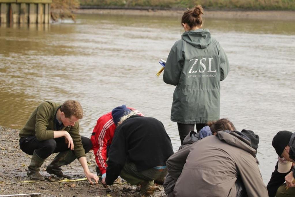 Clearwater Photography UK Figure 2: Conservation Biologists from ZSL and a group of volunteers conducting survey at Richmond upon Thames Results Native Bivalves Very low mean densities of native