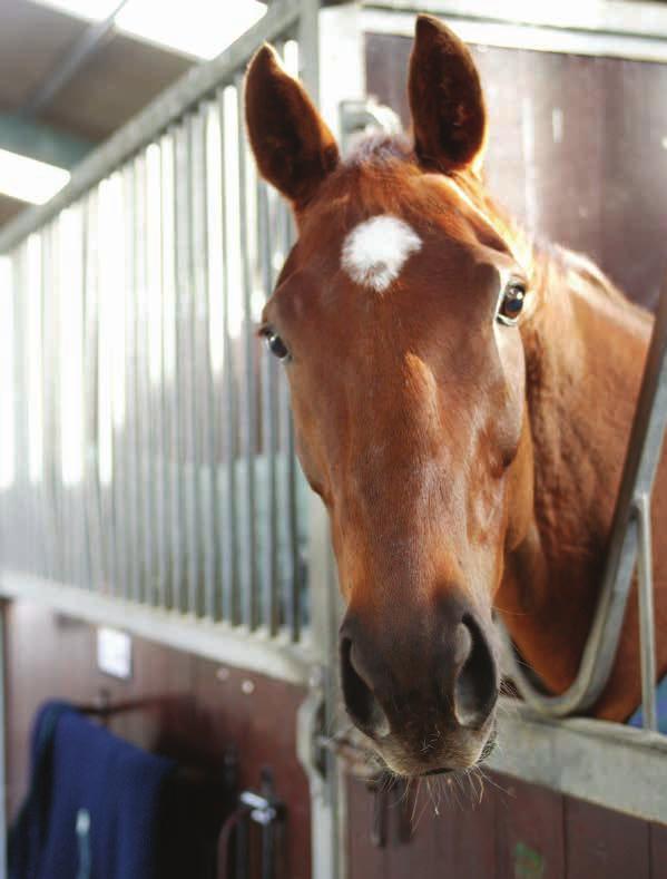 Equine OUR EQUINE FACILITIES Equine courses offered at Enniskillen Campus incorporate a strong practical dimension and the philosophy of learning by doing is applied throughout all programmes.