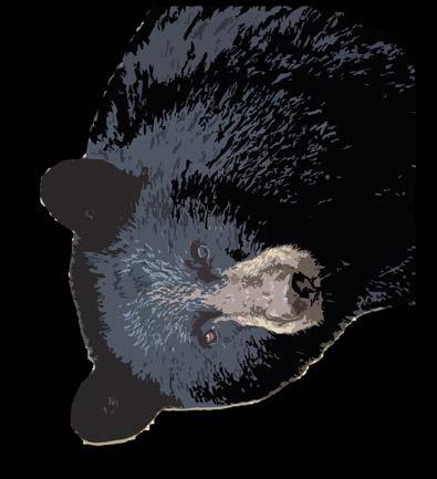 STATUS OF MINNESOTA BLACK BEARS,, 2012 Final Report to Bear Committee March
