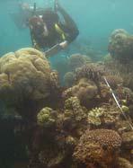 Saxon Reef Coral cover increased steadily since 2002 at this site and nutrient indicator algae decreased (Figure 12a).