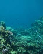 4. Dive sites where coral cover fluctuated Opal Reef, The Wedge Coral cover fluctuated between 20% and 40% at this site over the last five years while nutrient indicator algae decreased since 2005