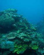 Agincourt Reef, Phil s Reef Coral cover increased from 2003 to 2009, with nutrient indicator algae remaining steady in the past two years after a significant decrease between 2003 and 2008