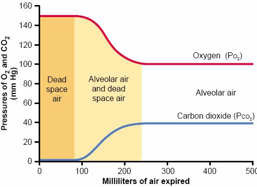 and more alveolar air (more CO2 and less oxygen) becomes mixed with the dead space air until all becoming alveolar air.