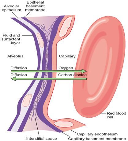 - Gas diffusion through respiratory membrane: Gas exchange occurs in: terminal portions of the lung and alveoli.
