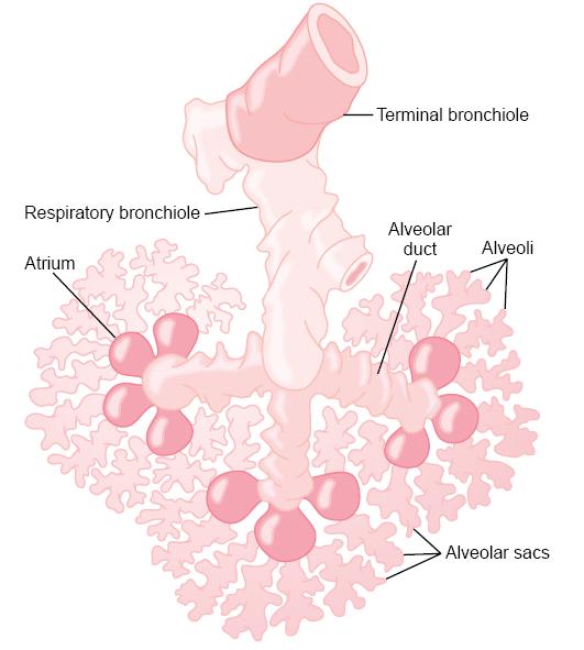 Surface area of respiratory membrane = 70 m 2 while blood in lung capillaries = 60-140 ml (small quantity of blood over large surface area and this insures rapid gas