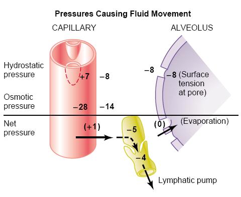 Fluid movement across respiratory membrane: Forces which move fluid out of the capillaries are: Capillary pressure: 7 mmhg. Interstitial fluid colloid osmotic pressure: 14 mmhg.