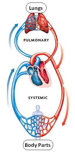 Double circulation Humans have a double circulatory system, which means: One circuit