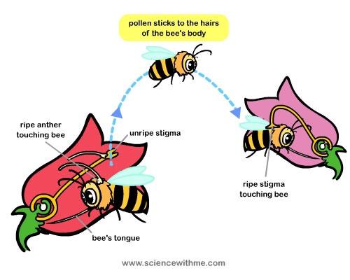 POLLINATION AND FERTILISATION Pollination is when pollen travels from