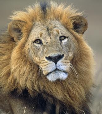 org SUMMARY Trophy hunting is currently the subject of intense debate, with moves at various levels to end or restrict it, including through bans on carriage or import of trophies.