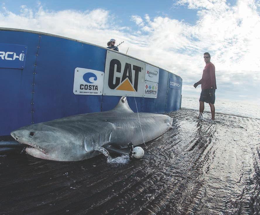 PARTNERS IN SCIENCE Follow the sharks on: