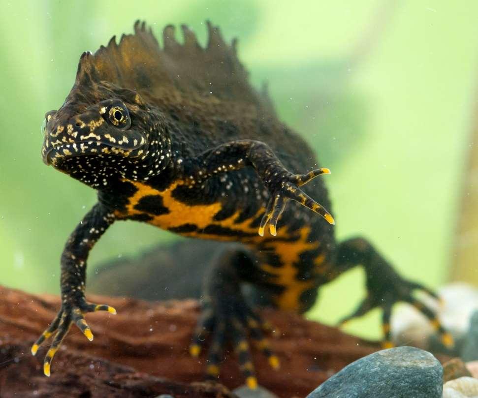 Vulnerable species Amphibians have been identified as a