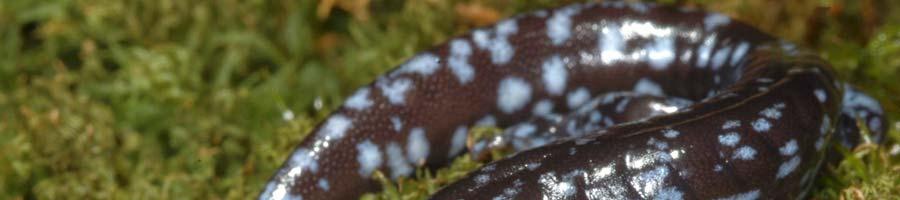 Blue-spotted Salamander (Ambystoma laterale) Description: A medium-sized salamander (8 inches; 20.3 cm) that is generally stocky in overall body shape.