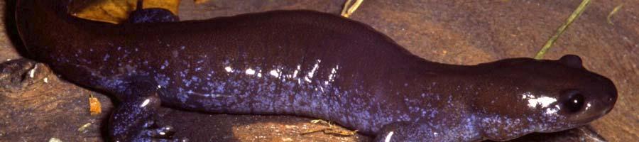 This species is known to hybridize with other Ambystoma and produce offspring with multiple sets of chromosomes. Recognizing pure A.