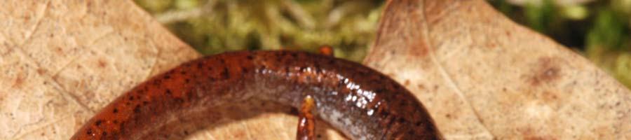 Four-toed Salamander (Hemidactylum scutatum) Description: A small salamander 2 to 4 inches (5 to 10 cm) in length.