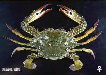 Crab stock enhancement programs - Japan Facilities throughout Japan active for last 30 years and now produce 60 million C1 juveniles annually Over the last decade, releases of 28-42 million C4