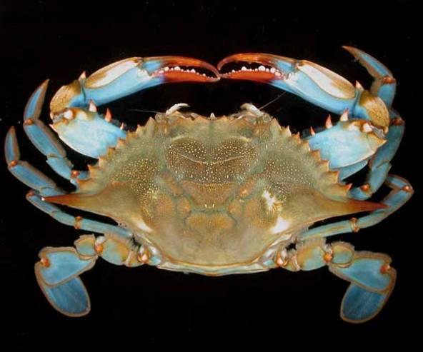 Crab stock enhancement programs - Maryland Blue crabs declined 85% since 1990 Recruitment limited, overexploited Scientists at Smithsonian Environmental Research Center, University of Maryland