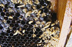 Sample websites www.dpi.nsw.gov.au/ data/assets/pdf_file/0003/6621 6/American-foulbrood.pdf https://www.dpi.nsw.gov.au/ data/assets/.../europea n-foulbrood-and-its-control.pdf www.agric.wa.gov.au/bees/sacbrood-disease-bees www.