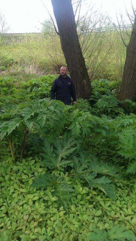 Giant Hogweed problem Grows to a height of 3m with large leaves 600mm across Flowers are 400 to 600mm across with up to 1000 seed per flower head Found in damp areas and
