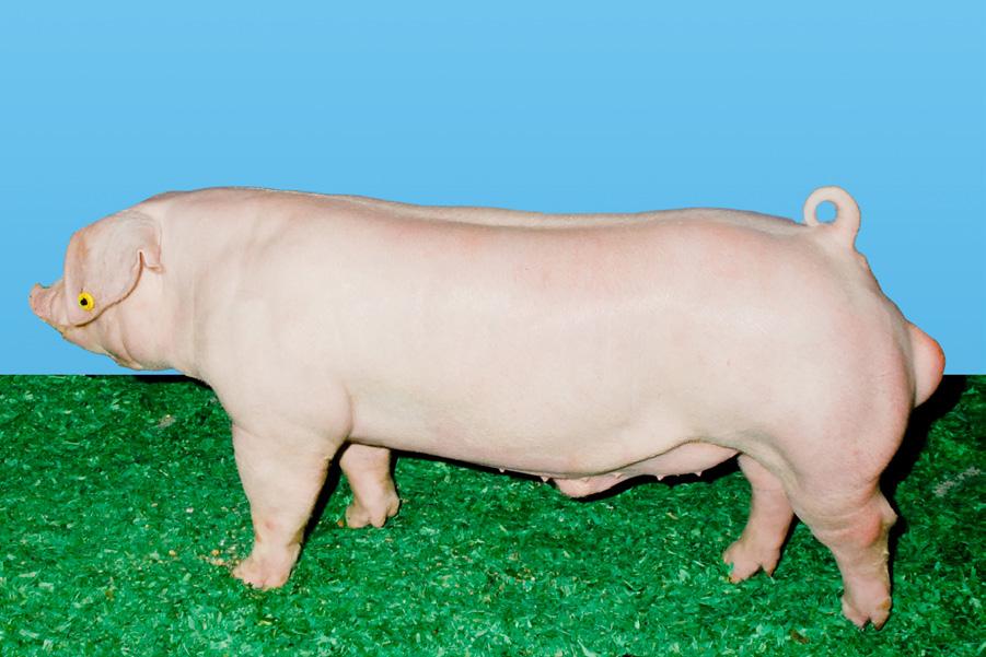 Class 3 Landrace Boars Scenario: Rank these boars as they would be selected for use in a purebred operation that primarily focuses on producing Landrace females for the purpose of F1 female