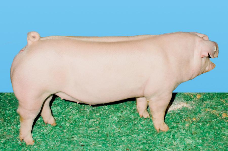 Class 7 Landrace Gilts Scenario: Rank these gilts as they would be selected as replacements in a large multiplier that utilizes Landrace and Yorkshire genetics as the maternal foundation of their